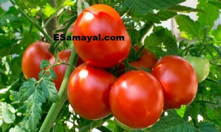 தக்காளி பற்றி தெரிந்ததும் தெரியாததும் !