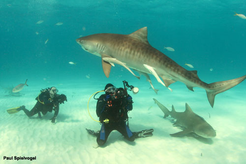 eldad with tiger shark