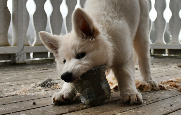 hvit gjeterhund