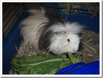 cavia peruviana