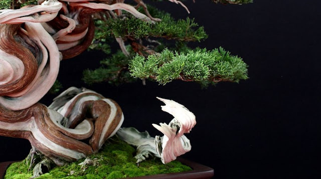 Bonsai Plants Pictures