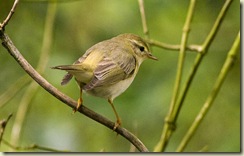 Willow warbler