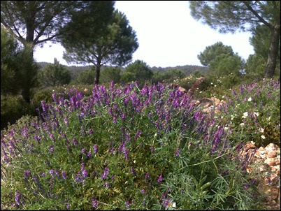 purple and pines