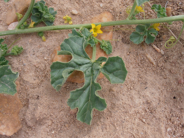 SANDÍA AMARGA: Cucumis myriocarpus