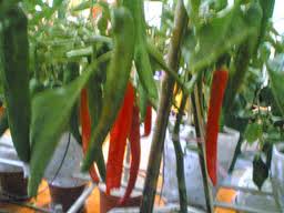 Anim Agriculture Technology CHILI IN MALAYSIA