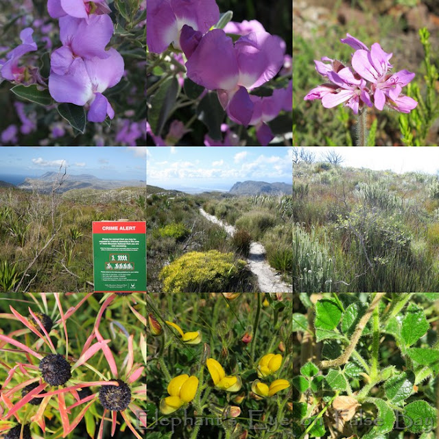 Noordhoek flowers September