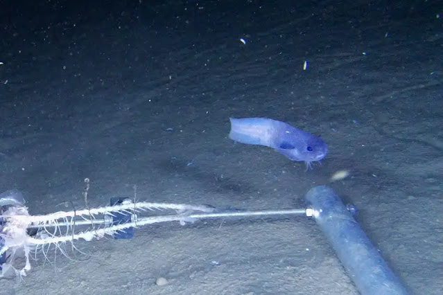 A photograph of a blue snailfish taken in the deep sea off the coast of South America.  Professor Alan Jamieson and Dr. Thom Linley