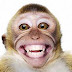 Seekor monyet bercerita sambil tertawa