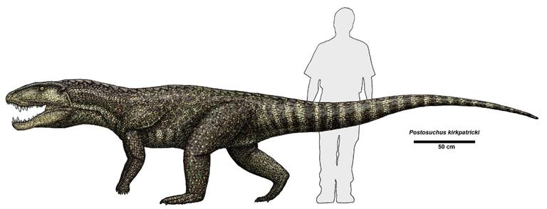 Rauisuchus es un género de arcosaurios extintos que vivieron en lo que ahora es el Geoparque de Paleorrota (Formación Santa María), Brasil, durante el período Triásico medio a tardío (hace 235–206 millones de años). Contiene una especie, R. tiradentes.