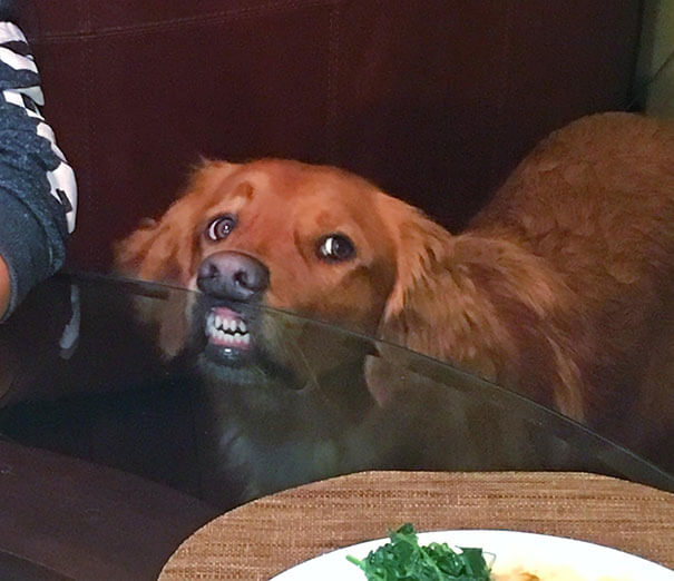 30 Hilarious Pictures Of Dogs Begging For Food That No One Could Resist