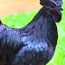 Four types chicken varieties