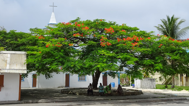 Big tree for church participants