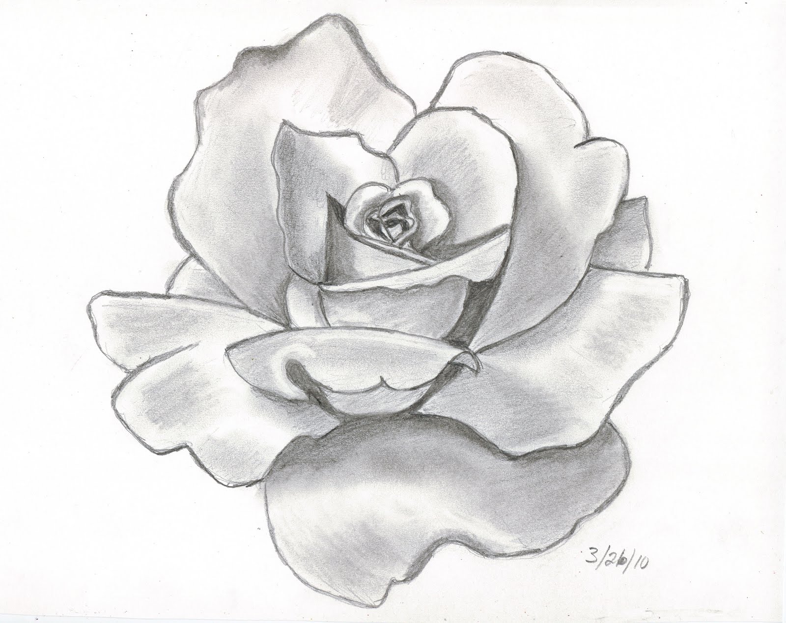 Black And Red Rose Drawing