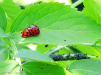 mating ladybirds 