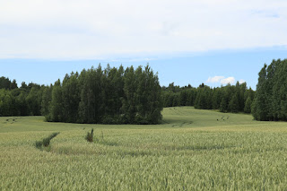 põllumaastik Linnamäe lähedal