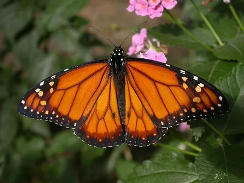 Danaus erippus borboleta monarca-do-sul