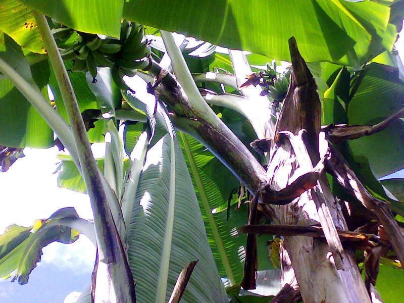 Bila gambar bersuara: Pohon pisang dan kelapa luar biasa ...