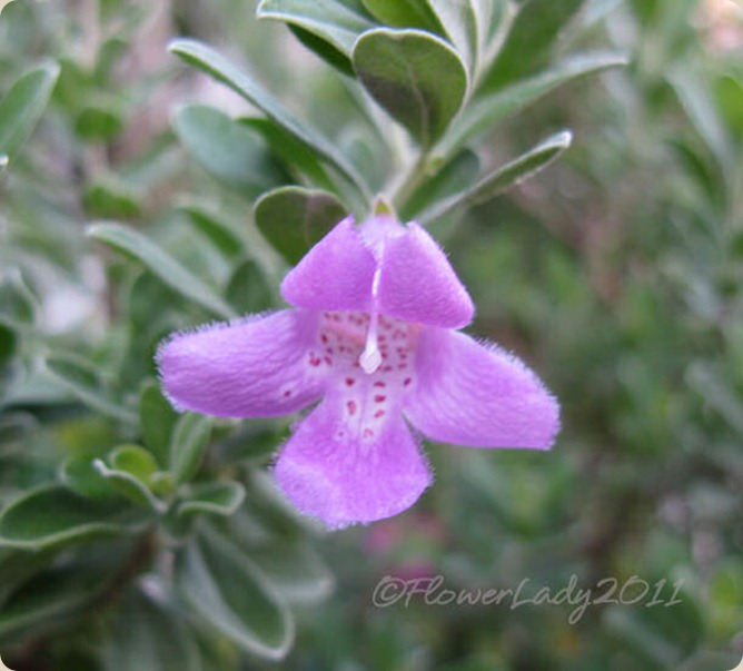 09-15-tx-sage