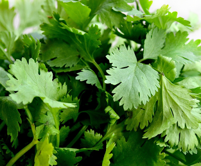 Coriander is one of the List of hydroponic fruits and vegetables