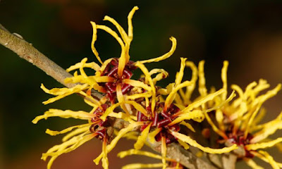 How to Use Witch Hazel for Varicose Veins