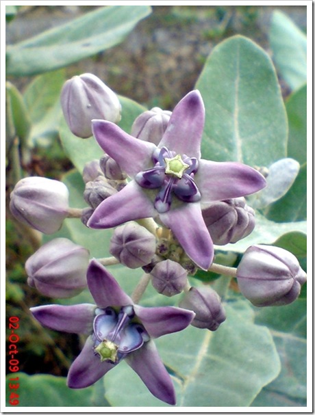 widuri 96