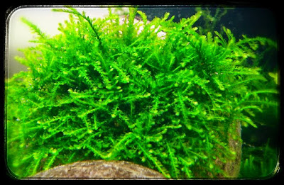 jenis tanaman moss aquascape