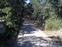 Bosco di Mesola