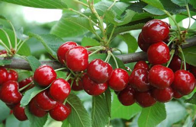 mùa vụ cherry