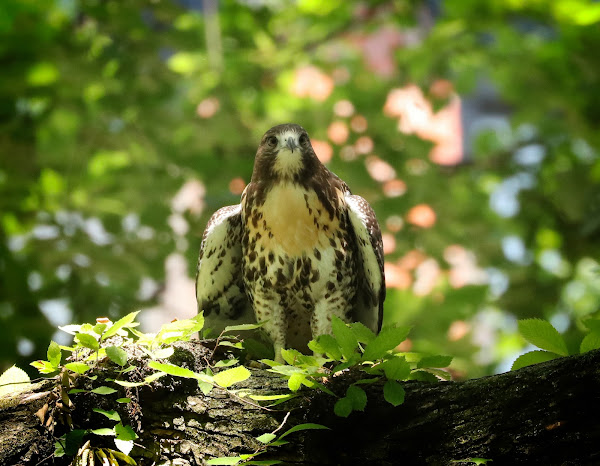 Tompkins Square red-tailed hawk fledgling with frounce