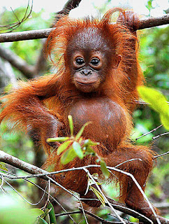 orangutan