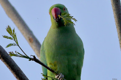 "Rose-ringed Parakeet - Psittacula krameri, perched on a Jacaranda tree chewing on the new shoots."