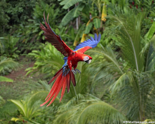 macow parrots in forest photographs