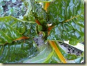 rainbow chard_1_1
