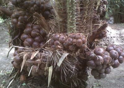 Cara Budidaya Salak Pondoh Terbukti Berbuah Lebat