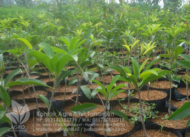 Jual Bibit Sawo Jumbo Vietnam, jual bibit murah, bibit buah, bibit sawo, sawo jumbo, sawo vietnam