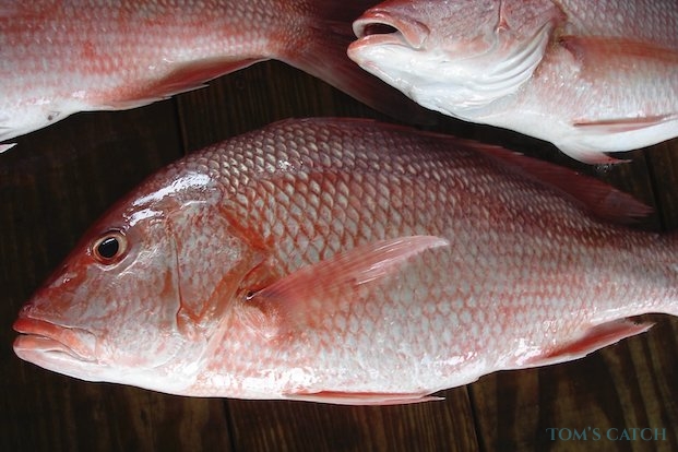 Pargo de acuicultura