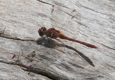 Wandering Percher (Diplacodes bipunctata)