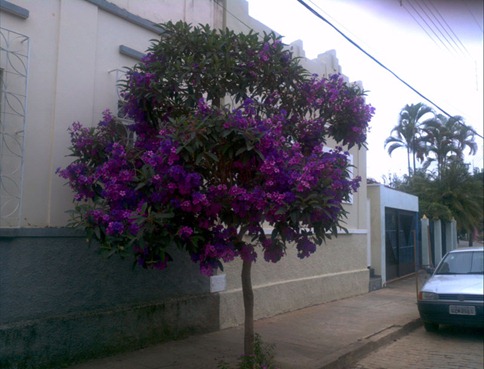 quaresmeira2011-08-13
