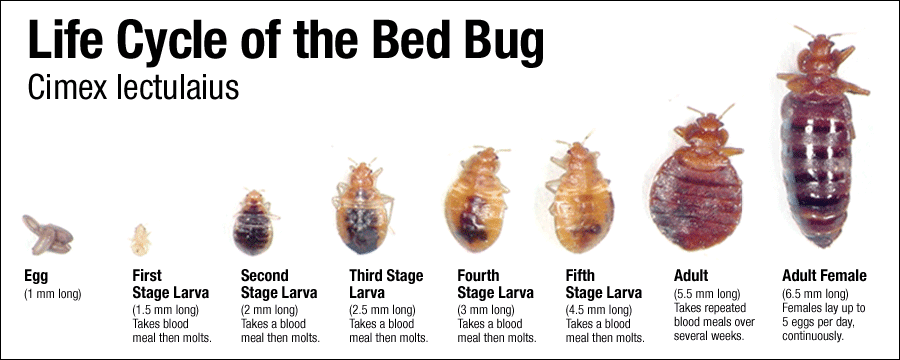 How to Get Rid of Bed Bugs - 3 Tips on How to Get Rid of Them - My ...