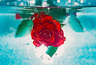 Red Rose hangs upside down beneath water 