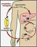 HERBAL UNTUK MENGATASI PENYAKIT MALARIA