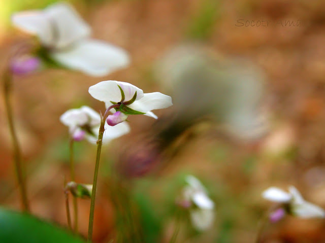 Viola grypoceras