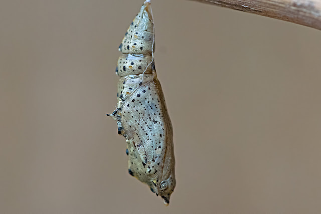 Pieris brassicae the Large White pupa