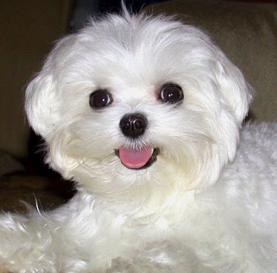 Maltese Dog