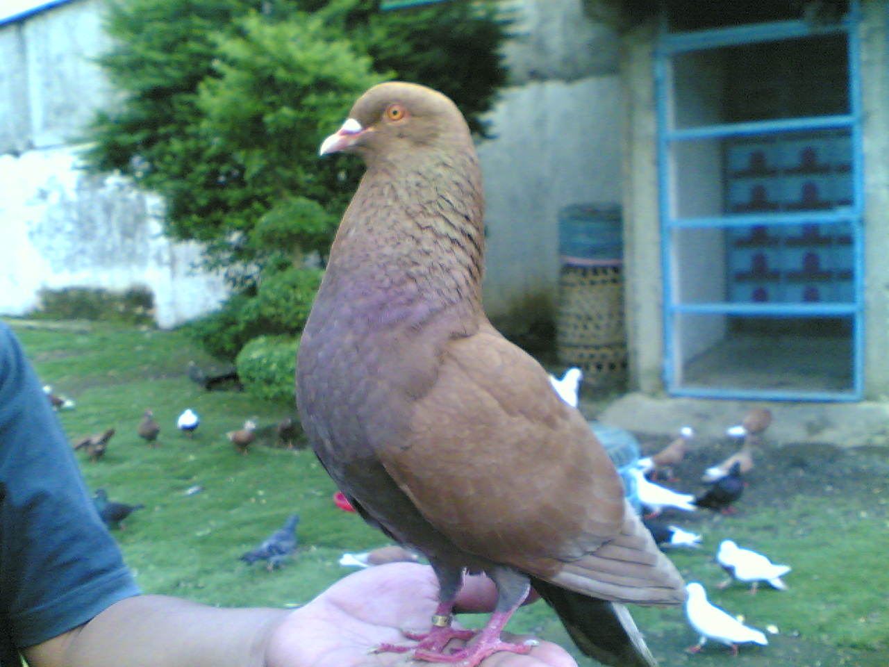 Burung Dara Aduan, Burung Dara Hias Cantik ...