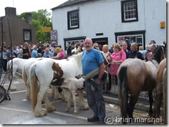 appleby fair 5
