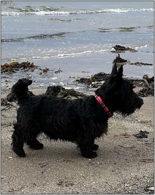 scottish terrier