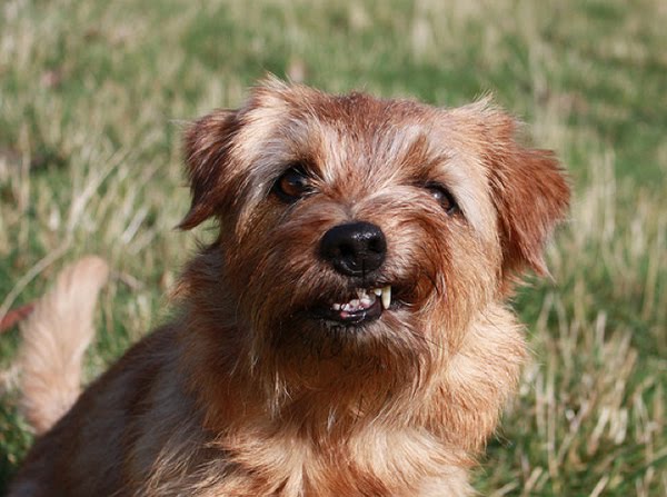 26 pictures of awkward dog smiles