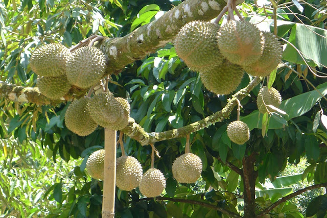 Durian Musang King