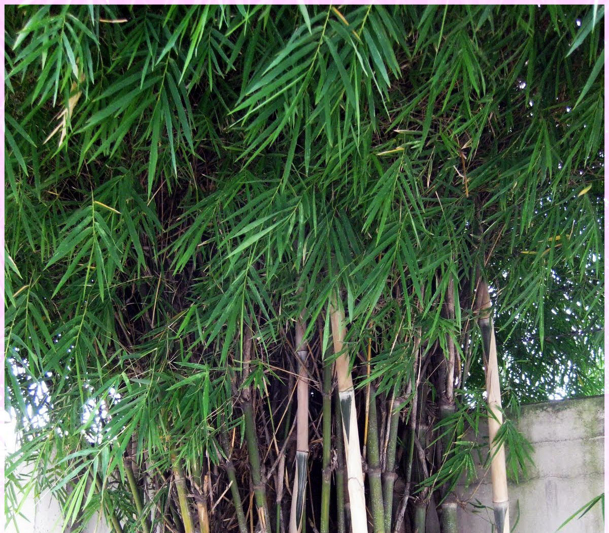 Tukang Taman Jual Tanaman Hias Bonsai Palem Bambu 